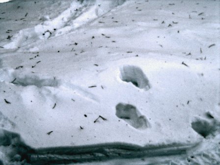 Wolf Tracks Photograph