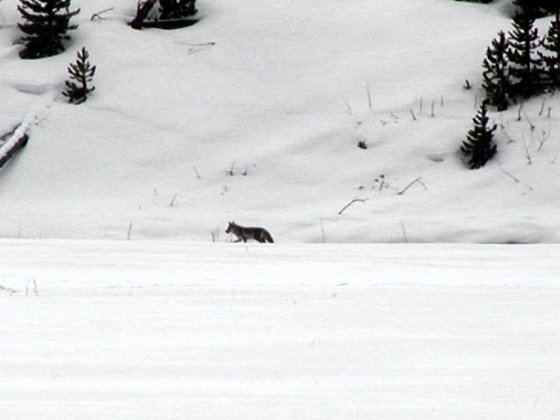 Coyote Photograph
