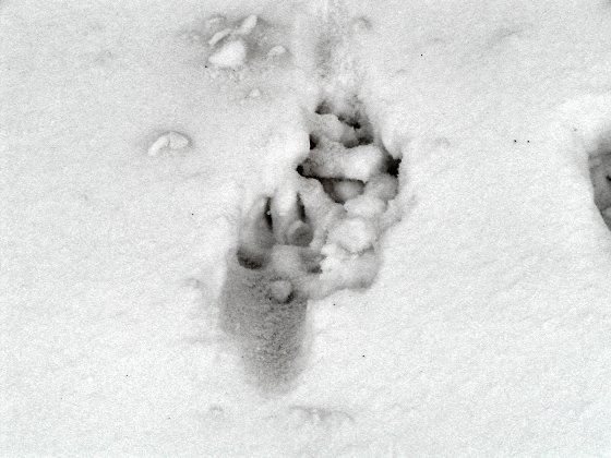 Coyote Tracks Photograph