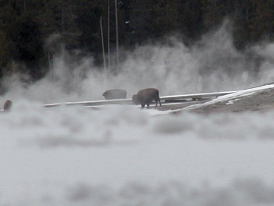 In the Mist Photograph