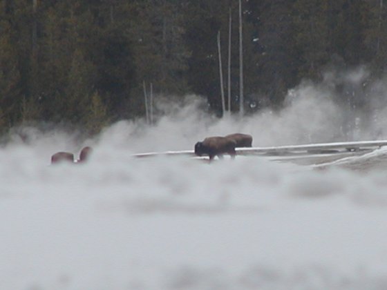 In the Mist Photograph