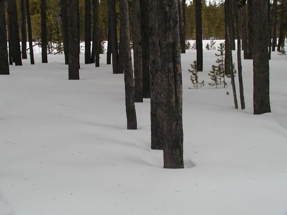 Through the Woods Photograph