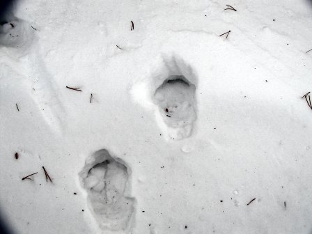 Wolf Tracks Photograph