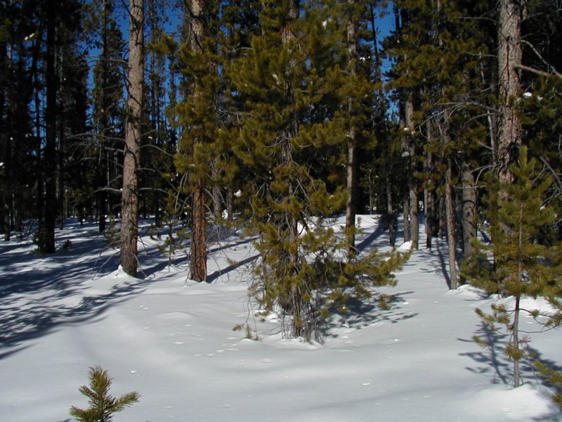 Lots of trees Photograph