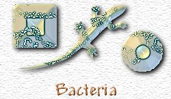 OMS Bacteria