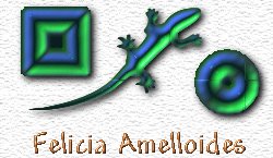 OMS Felicia Amelloides