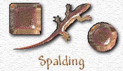 OMS Spalding