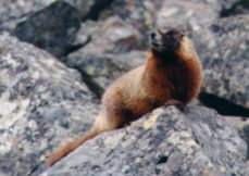 Marmot