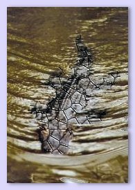 Baked Gator ~ Baked Earth Filter