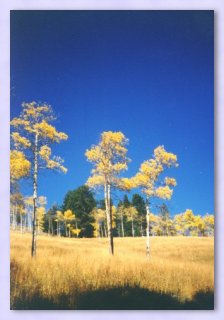 Yellowstone Images � Spotlight Before