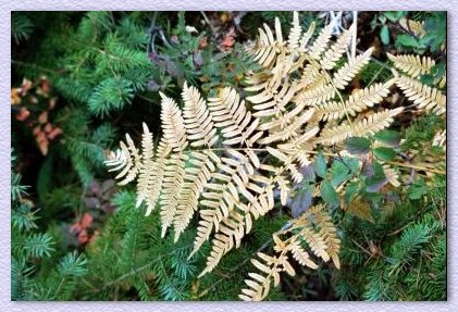 Fern Three