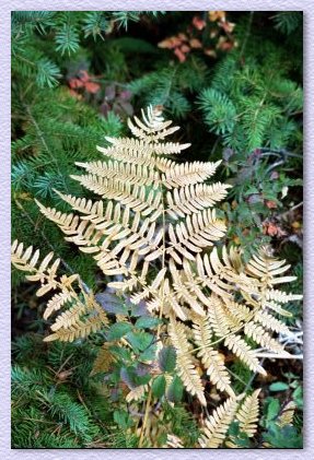 Fern Two