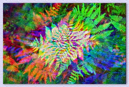 Triple Fern