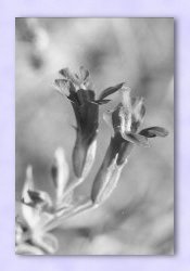 Batch Process - Greyscale