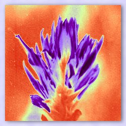 Colorize Example