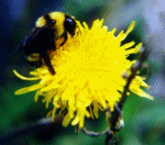 Bee GIF 16KB W=150 H=132 255 Colors