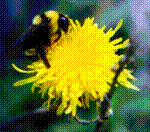 Bee GIF 10KB W=150 H=132 81 Colors