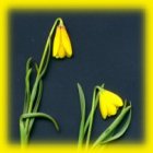 Yellowbells