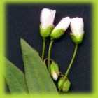 Pretty White Wild Flowers