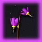Shooting Stars