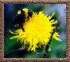 Original Bee