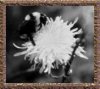 Grey Scale Bee