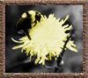 Colorized Bee