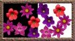 Original Flowers