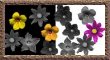Colorized Flowers